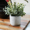 Eucalyptus in Cement Pot | Set of 2