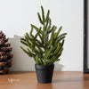 Real Touch Blissful Norfolk Pine Potted Plant | 13”