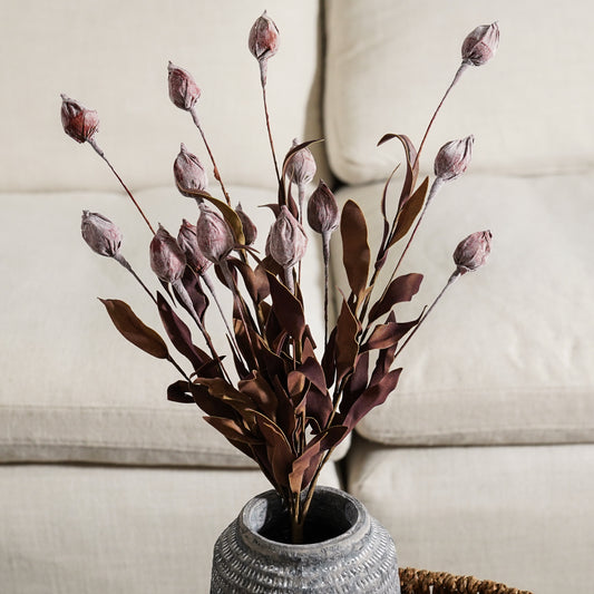 Burgundy Sleepy Catchfly Bush