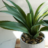 Potted Agave in Pattern Pot Set