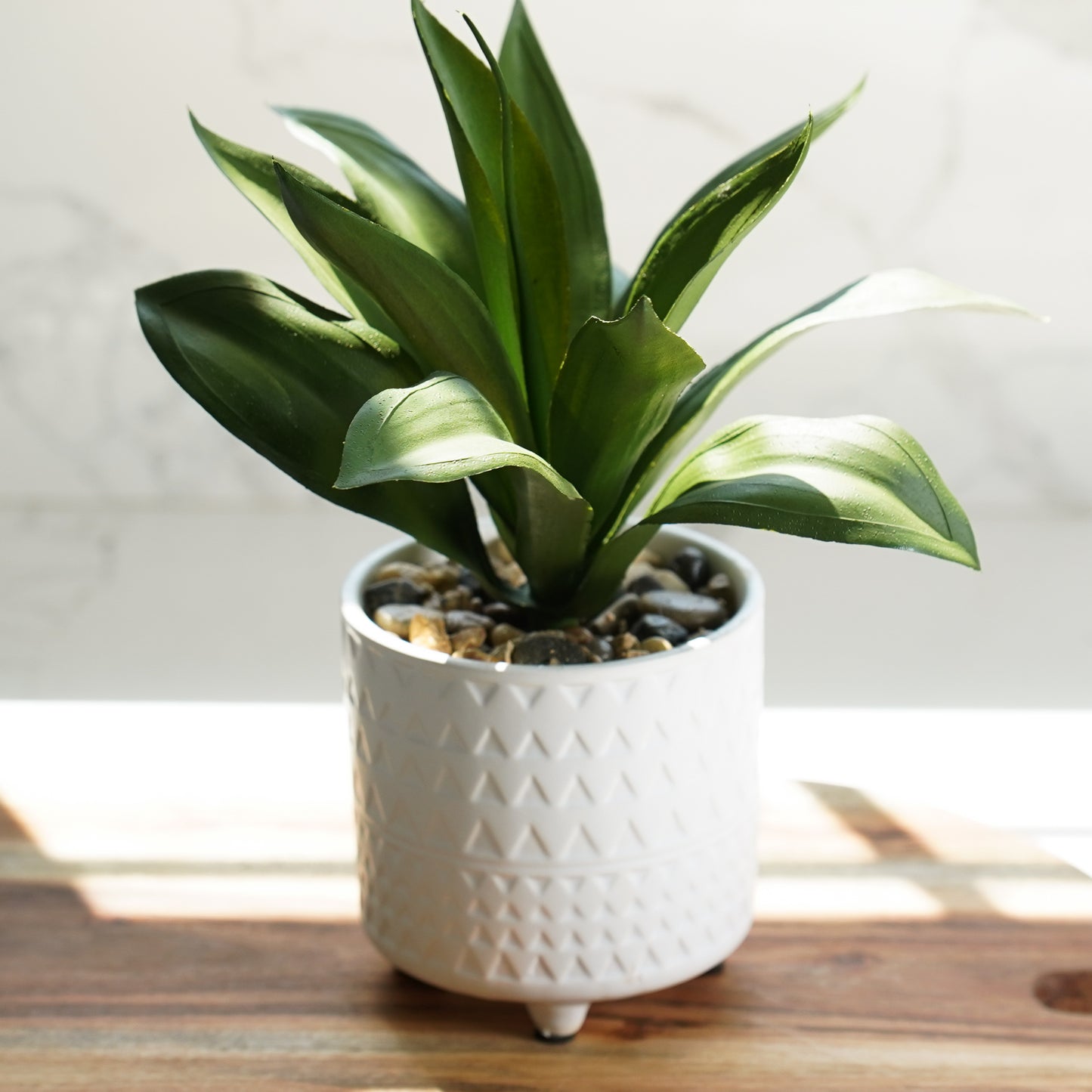 Potted Agave in Pattern Pot Set