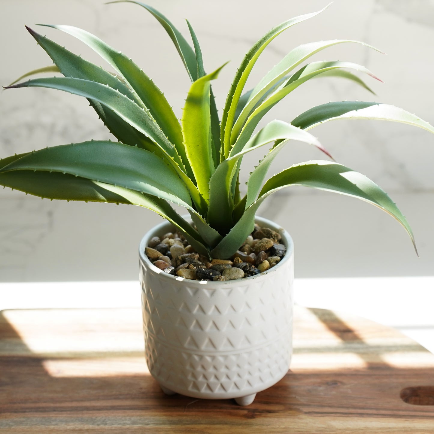 Potted Agave in Pattern Pot Set