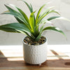 Potted Agave in Pattern Pot Set