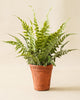 Chloe Terracotta Potted Faux Fern