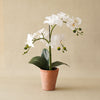 Potted Orchid Plant