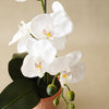 Potted Orchid Plant