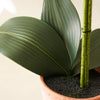 Potted Orchid Plant