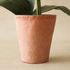 Potted Orchid Plant
