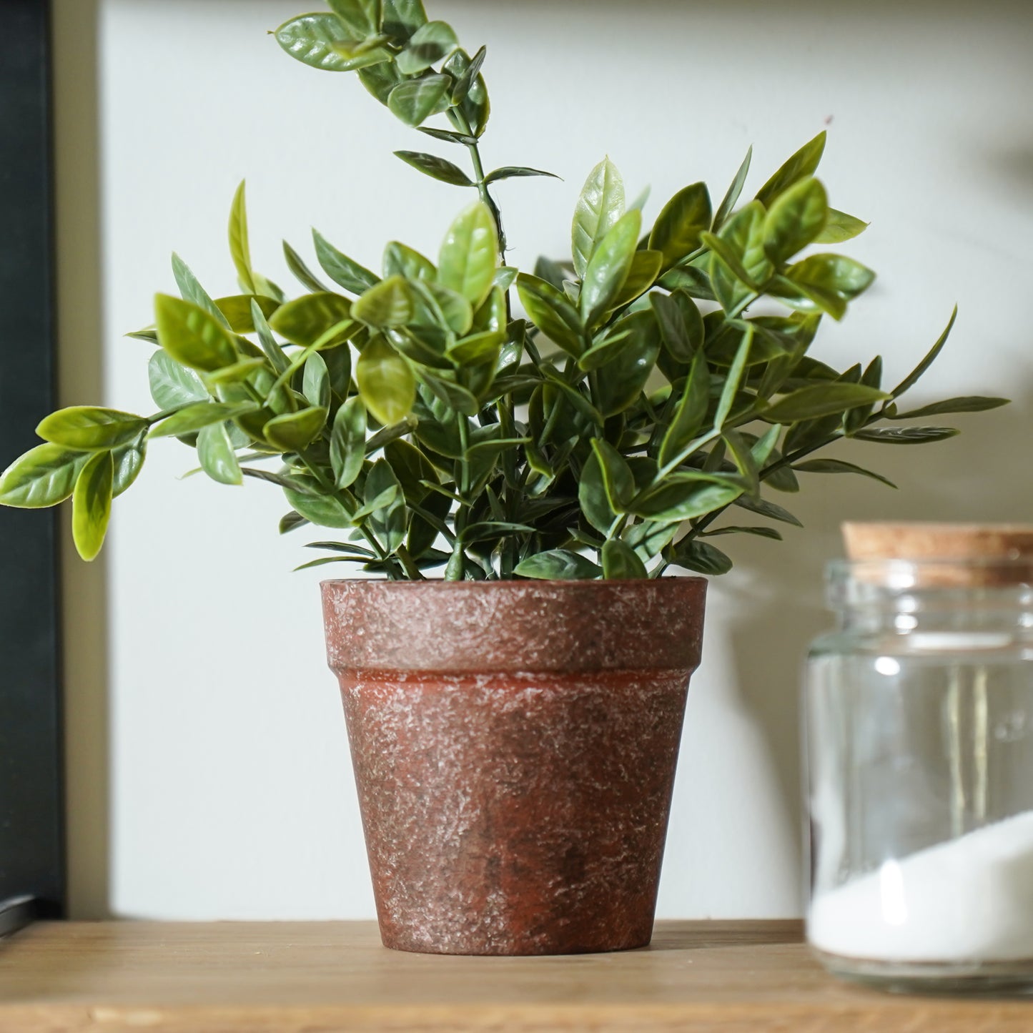 Potted Sage Herb