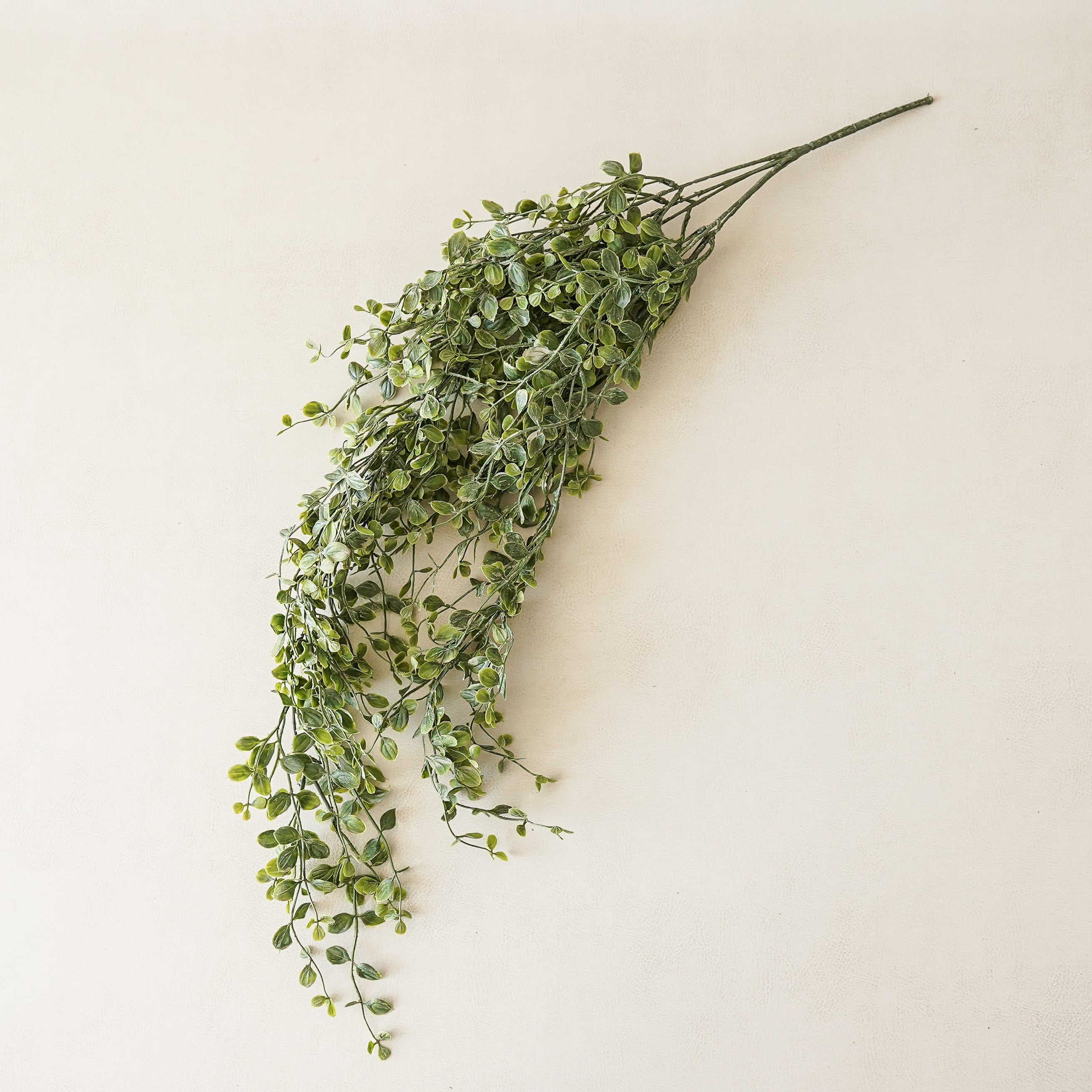 Whisperleaf Hanging Bush
