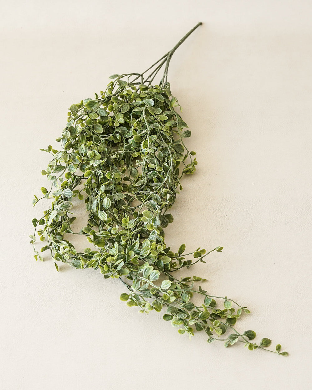 Whisperleaf Hanging Bush
