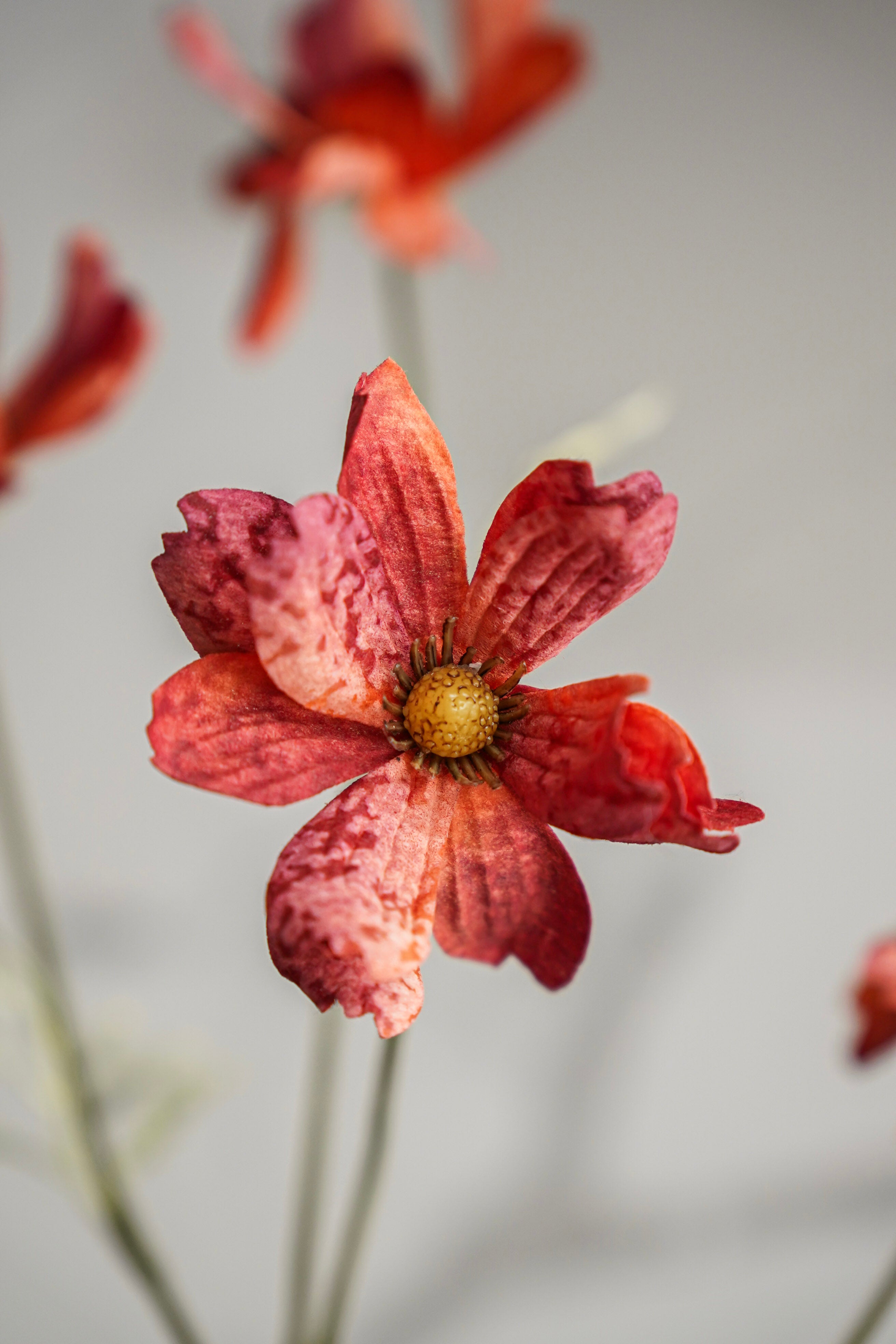 Terracotta Cosmo Stem