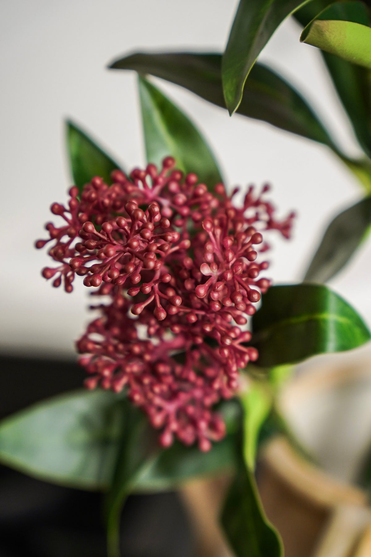 Dusty Rose Berry Branch Stem