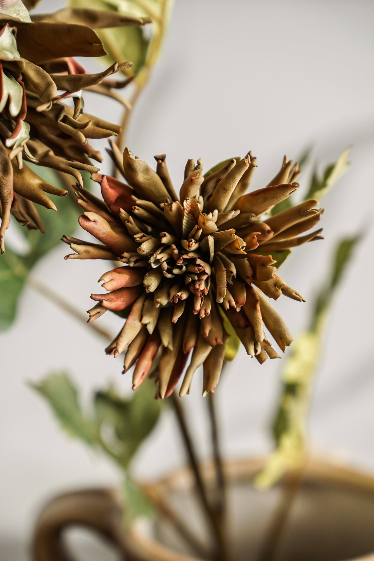Olive Green Spider Dahlia Stem