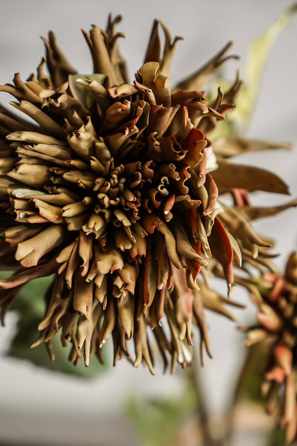 Olive Green Spider Dahlia Stem