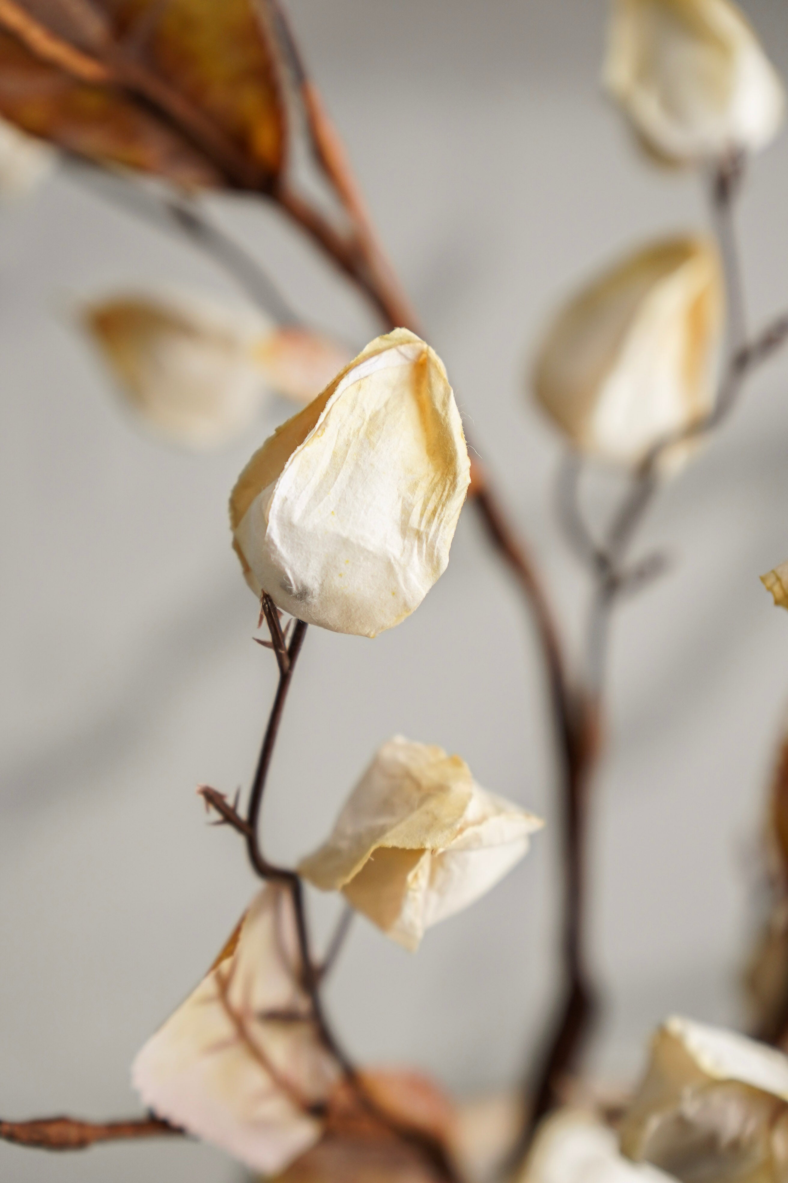 Cream Lantern Stem