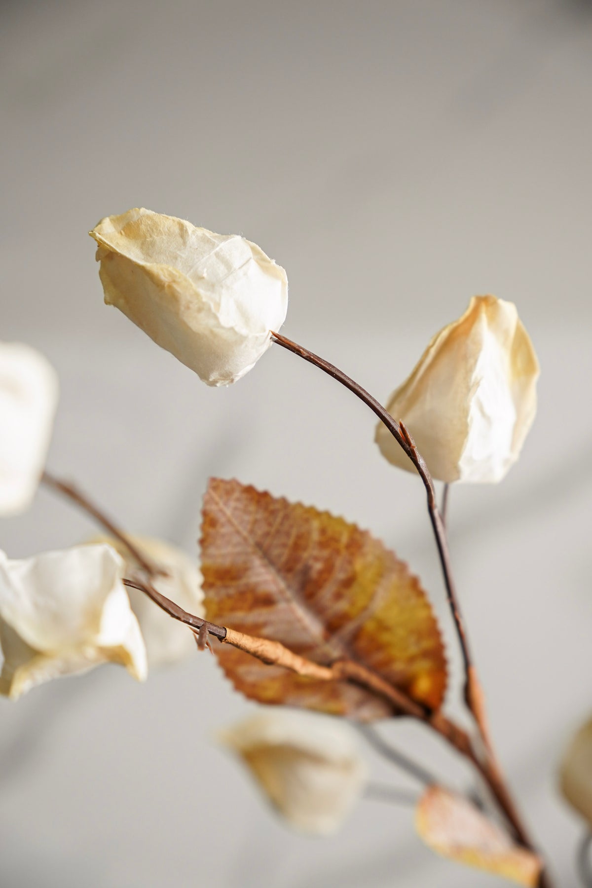 Cream Lantern Stem