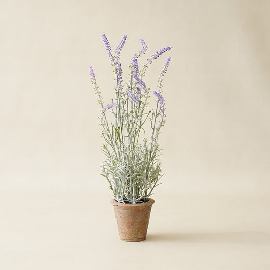 Potted Lavender