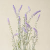 Potted Lavender