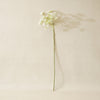 White Gypso Stem
