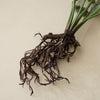 Athyrium Rooted Stem