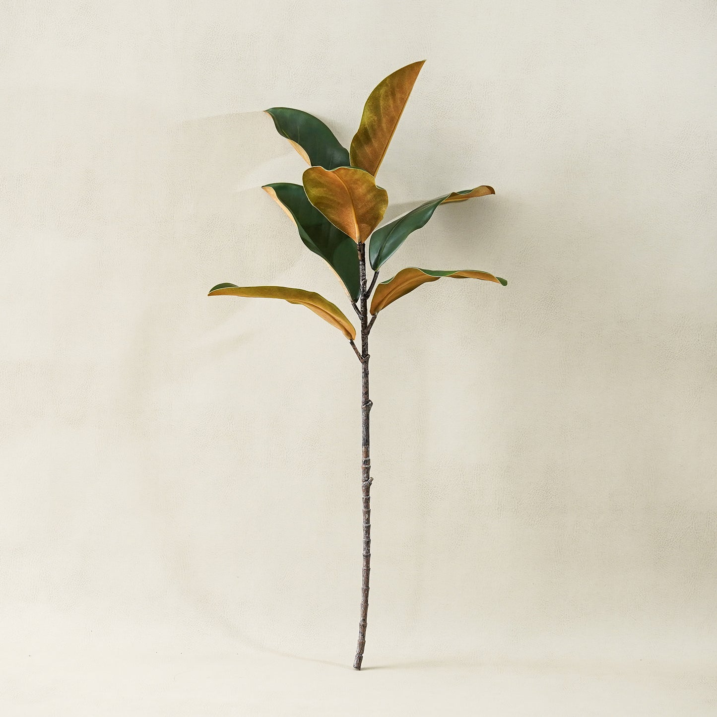 Magnolia Stem