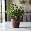 Potted Sage Herb