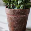 Potted Sage Herb