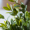 Potted Sage Herb