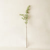 Powdered Green Eucalyptus Berry Stem