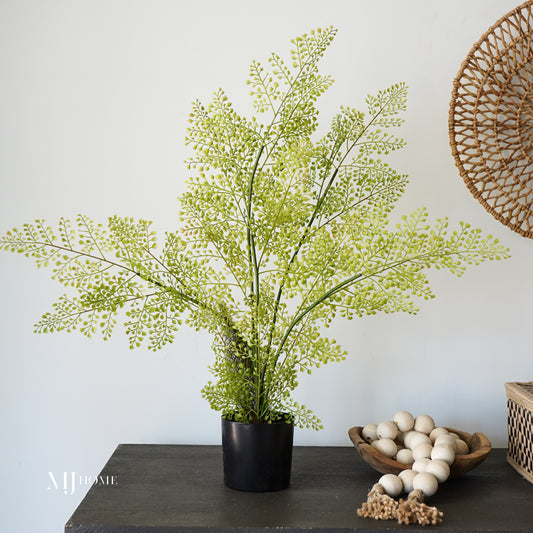 Potted Fern Tree