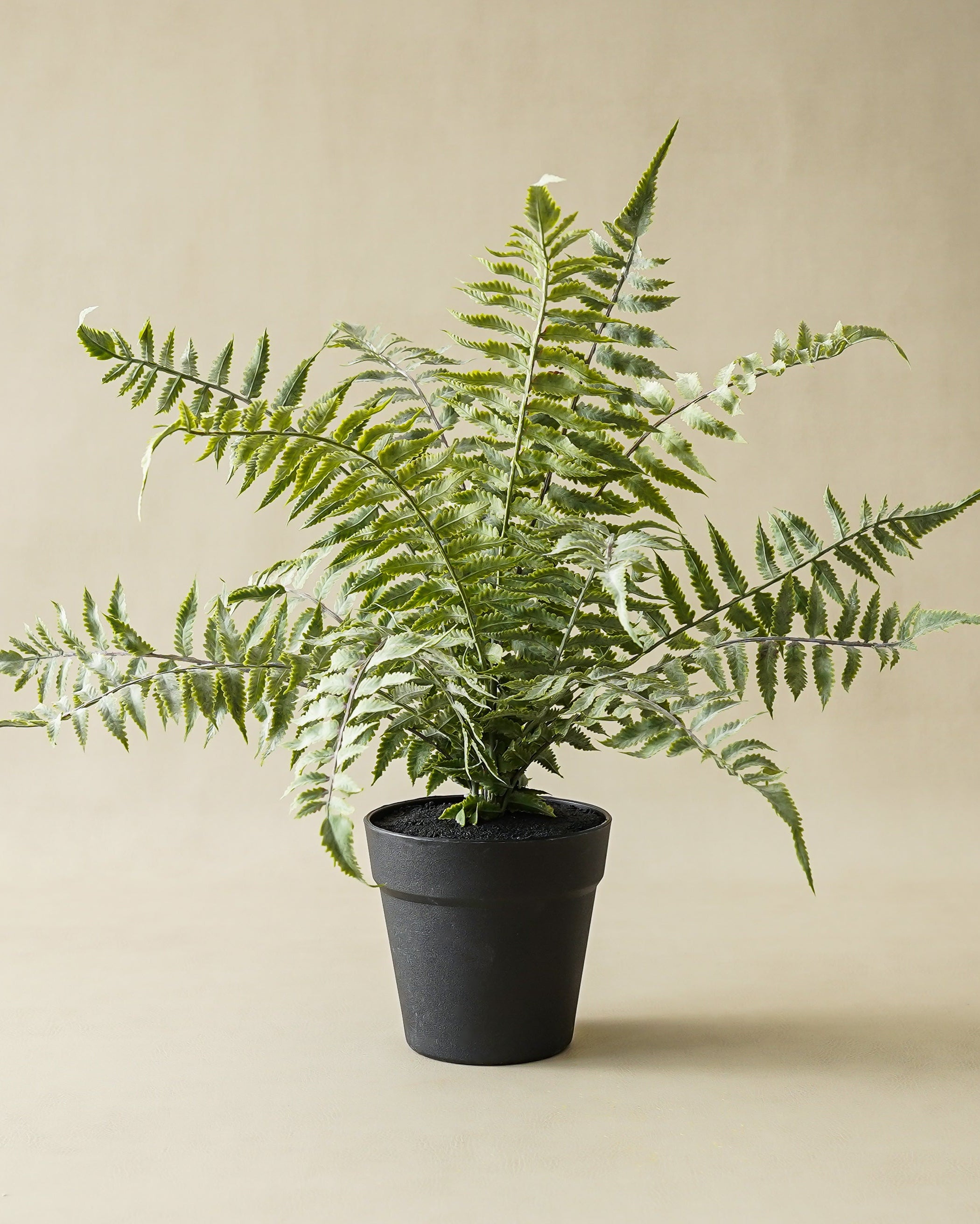 Lilliann Potted Fern