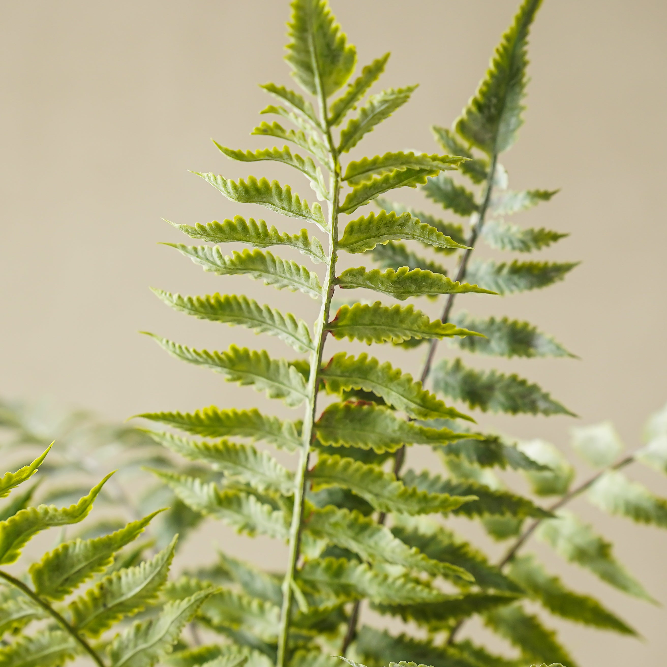 Lilliann Potted Fern