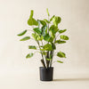 Potted Pilea Tree