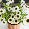 Black-Eyed Susan Bush