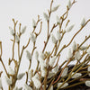 Pussy Willow Wreath