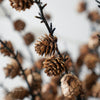 Pinecone Branch