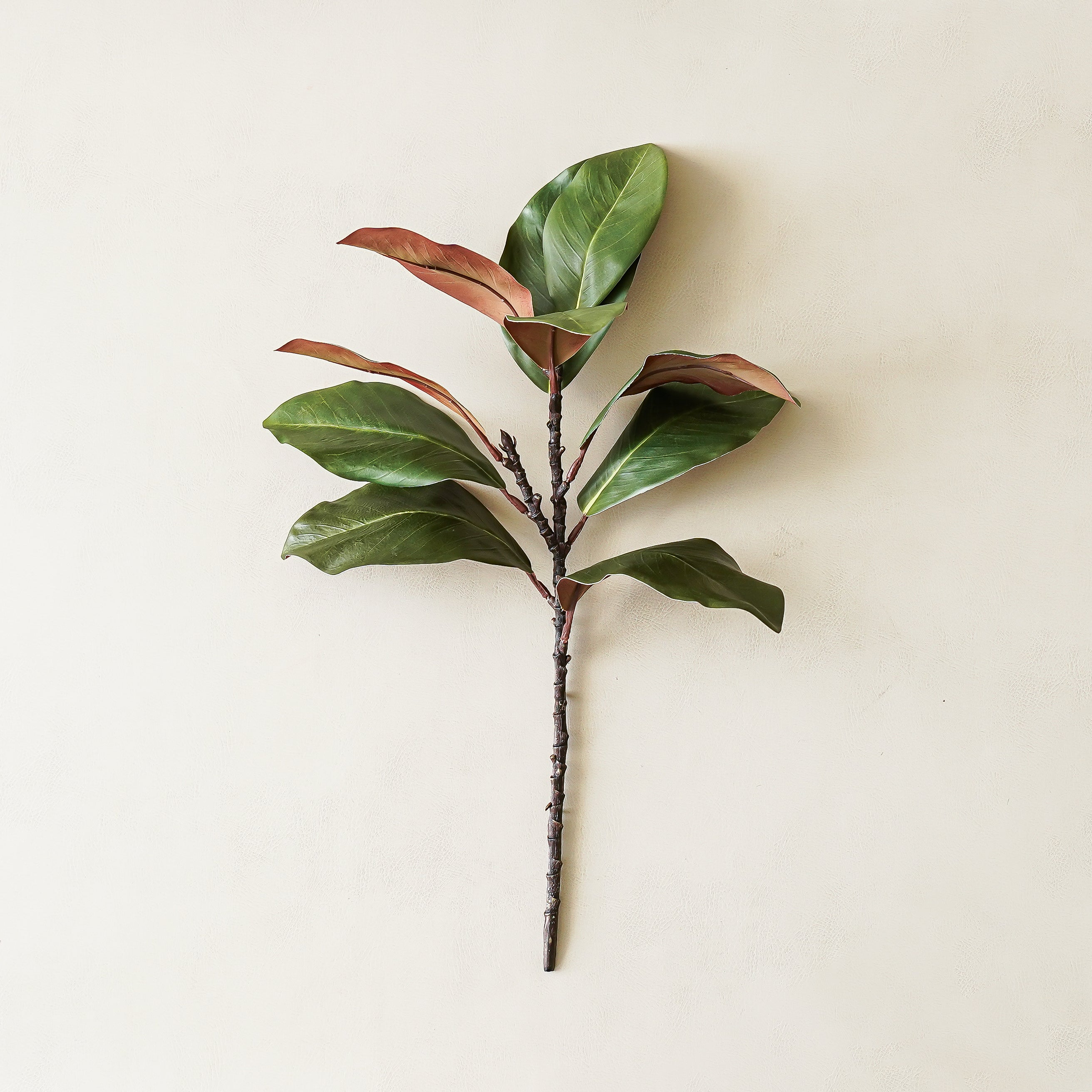 Magnolia Stem