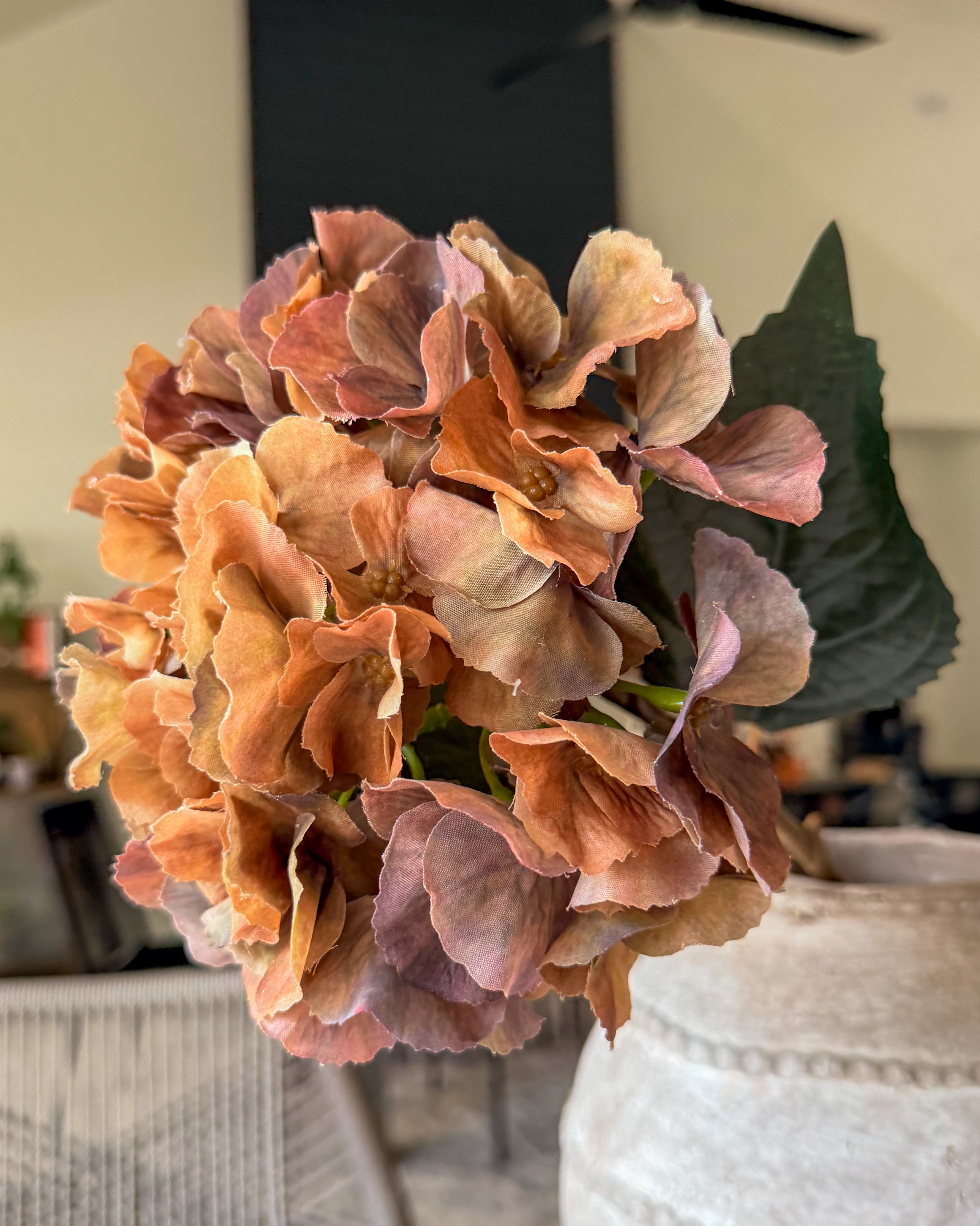 Brown Autumn Hydrangea Stem