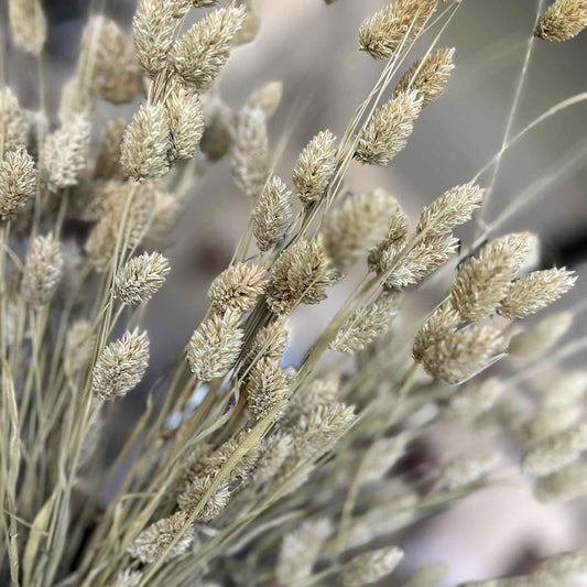 Dried Phalaris Bunch