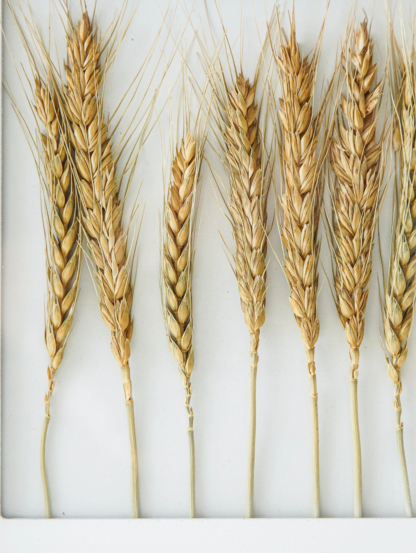 Wood Framed Dried Wheat Wall Decor