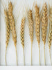 Wood Framed Dried Wheat Wall Decor