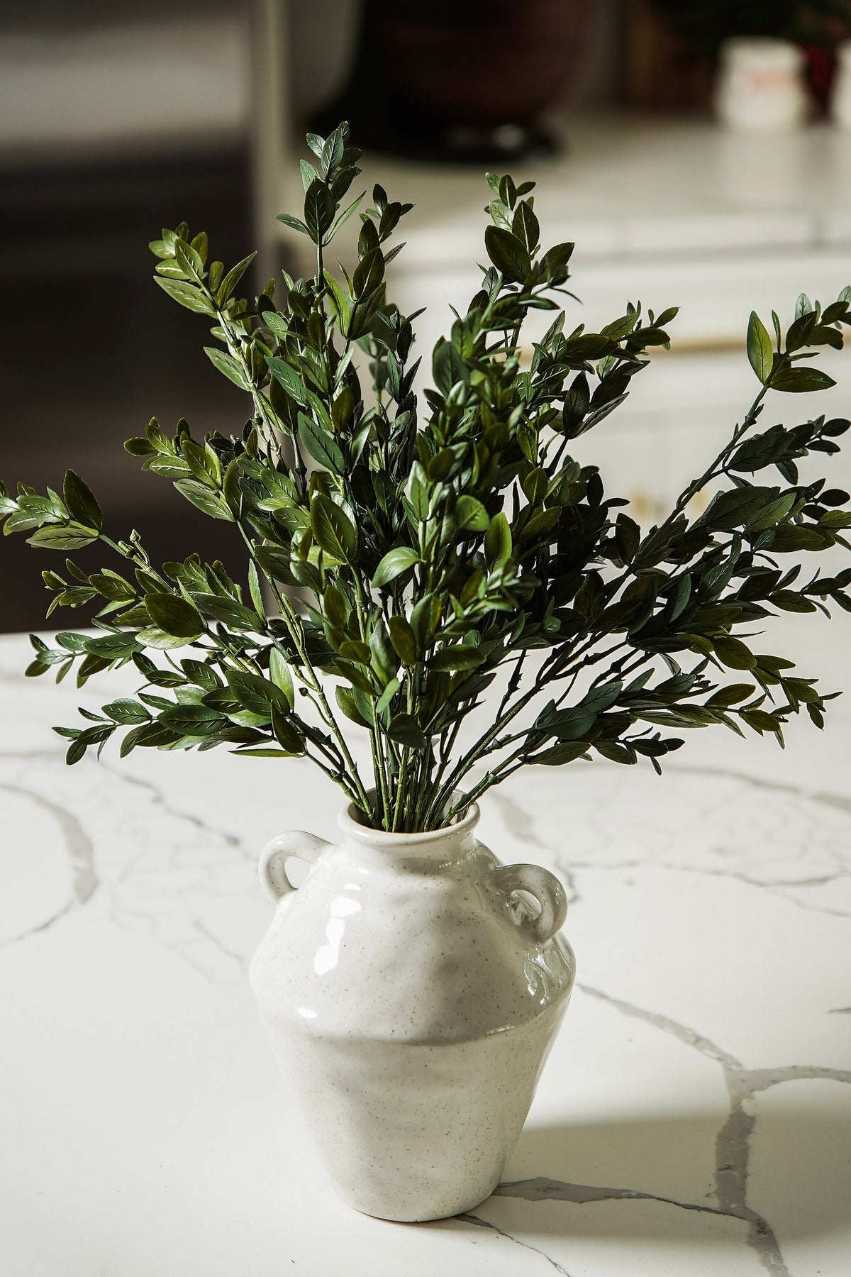 Evergreen Boxwood Bush