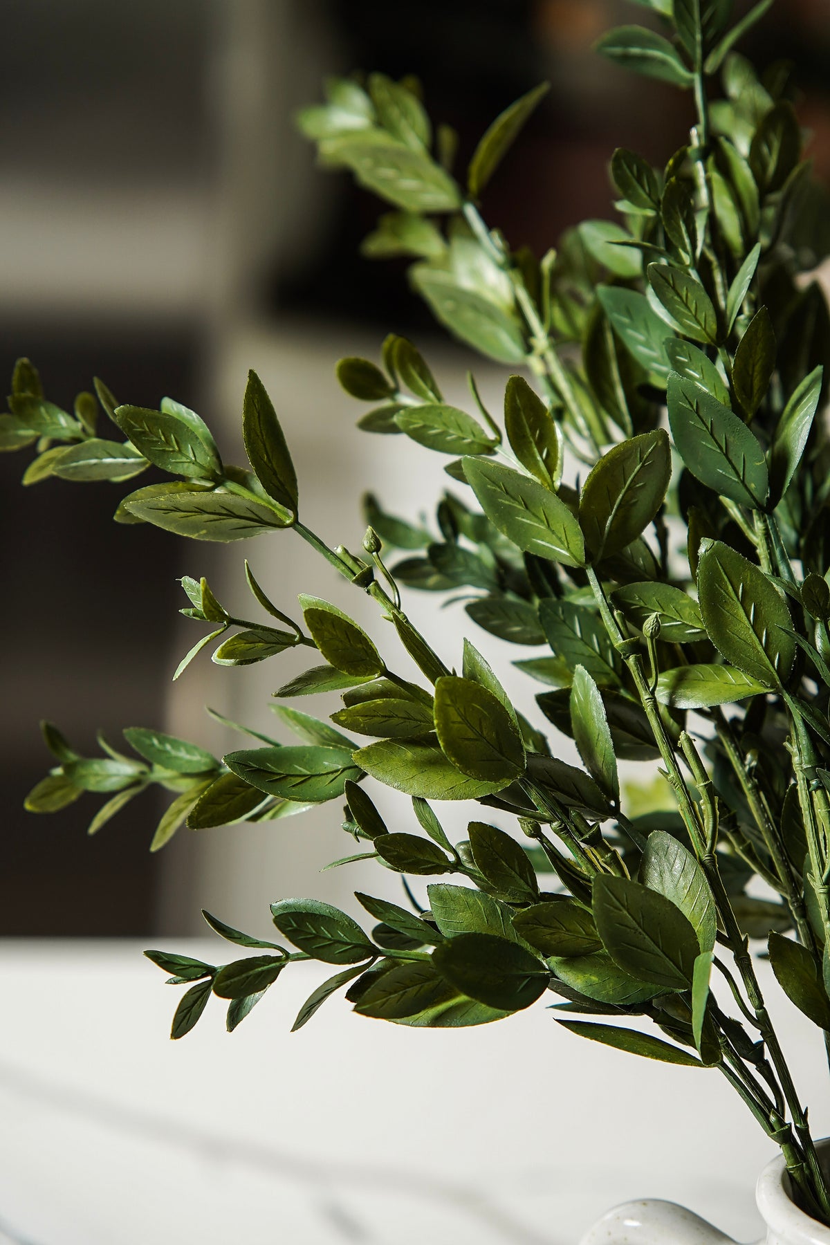 Evergreen Boxwood Bush