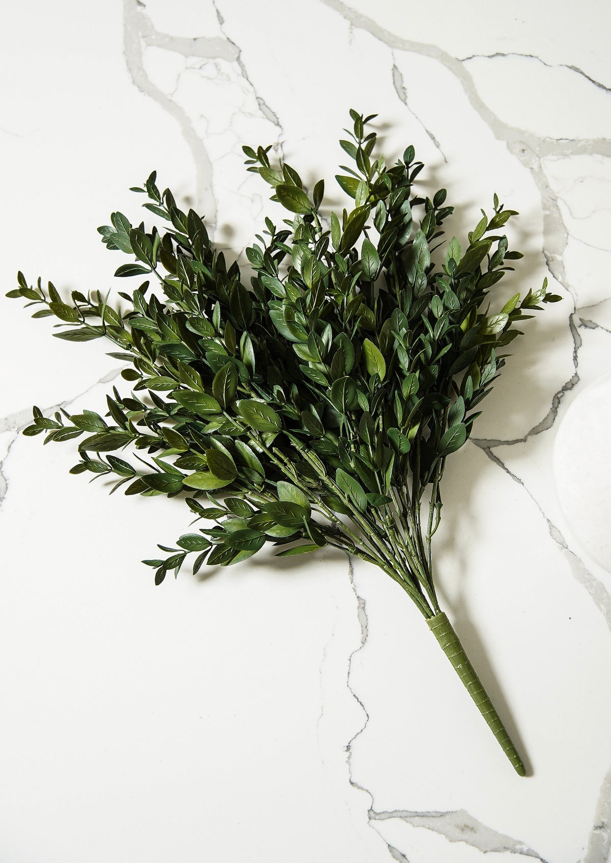 Evergreen Boxwood Bush