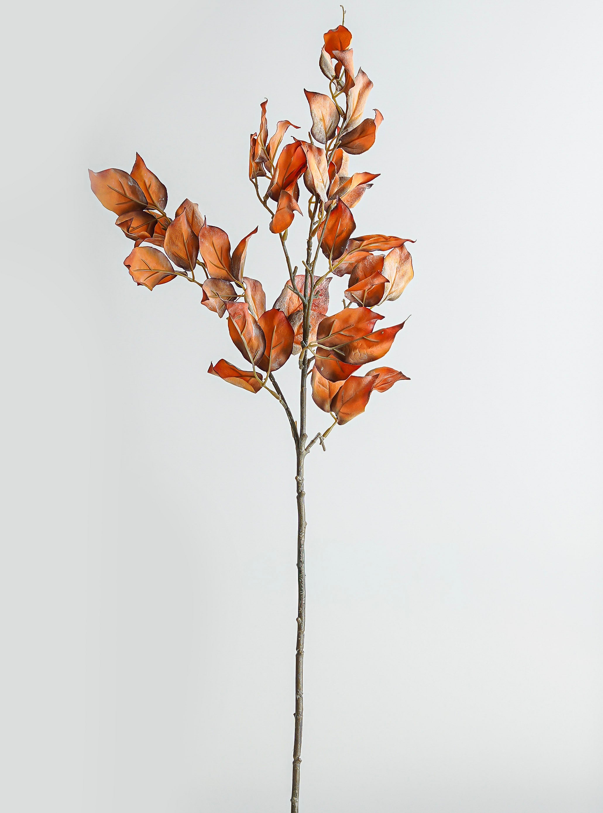 Pyrostegia Leaf Stem