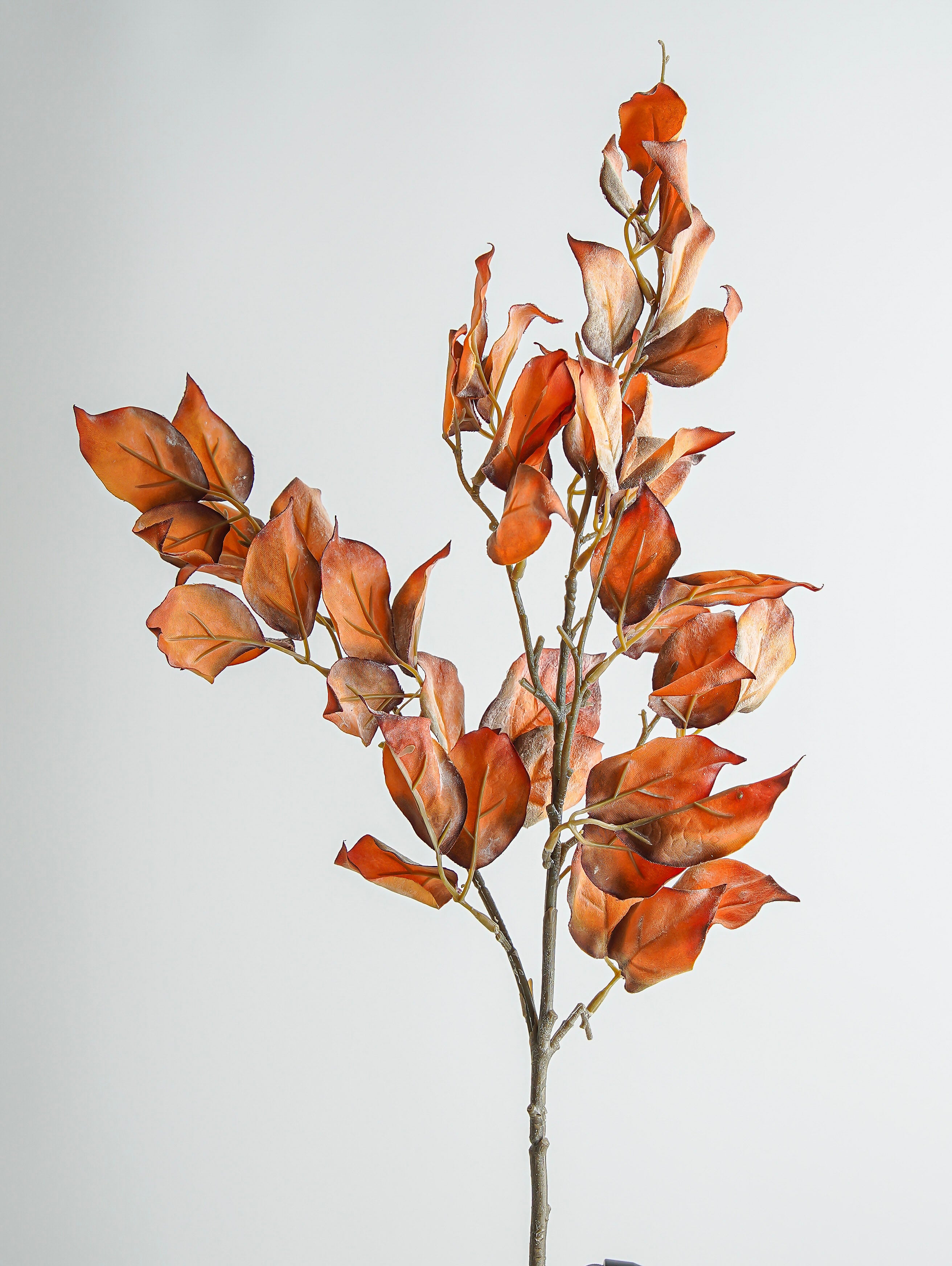 Pyrostegia Leaf Stem