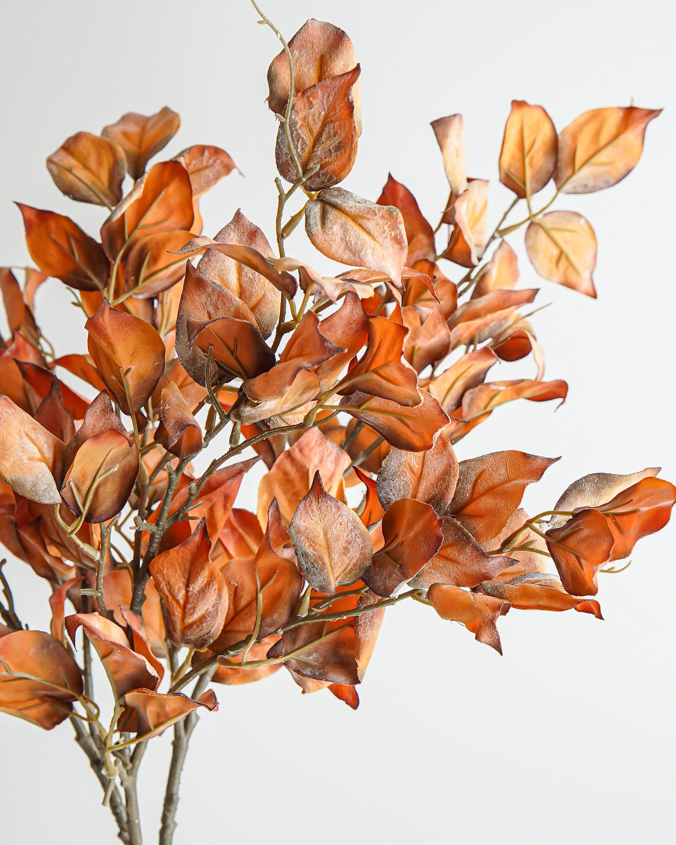 Pyrostegia Leaf Stem