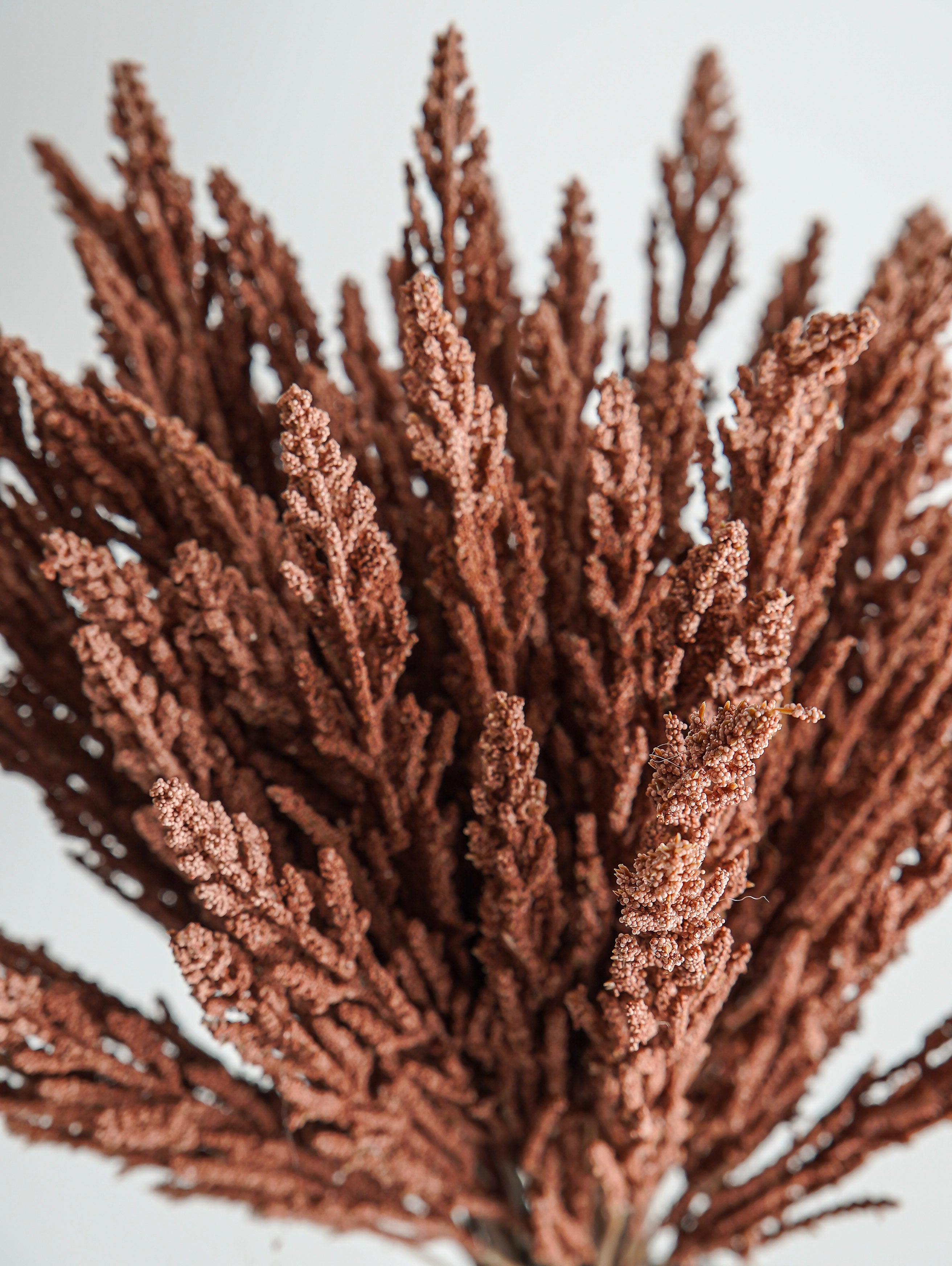 Mini Berries Bunch | Terracotta