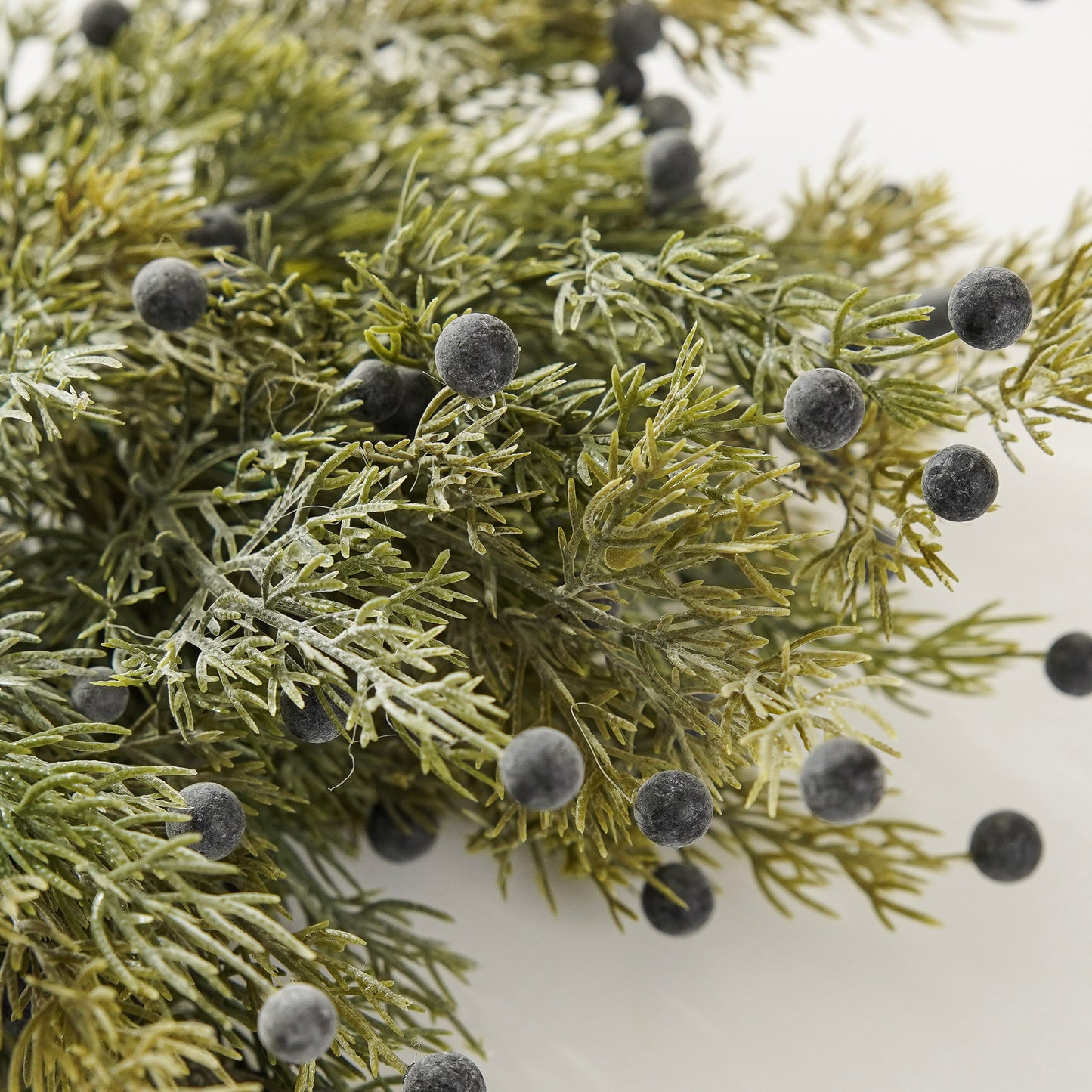 Juniper Berry Bush